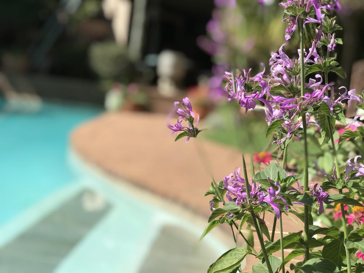 Claires Of Sandton Luxury Guest House Johannesburg Kültér fotó
