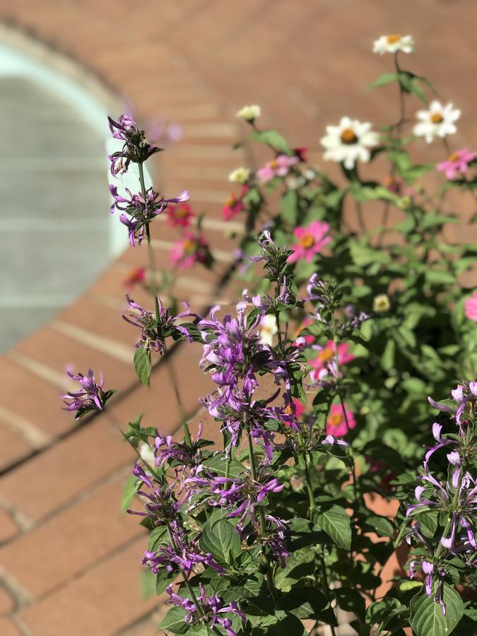 Claires Of Sandton Luxury Guest House Johannesburg Kültér fotó